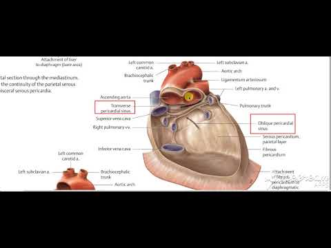 Pericardium 5