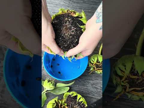🌻 How to Harvest Sunflower Seeds – Easy Step-by-Step Guide! 🌻 #seeds #GardeningTips