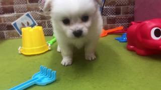 ハーフ犬の動画01