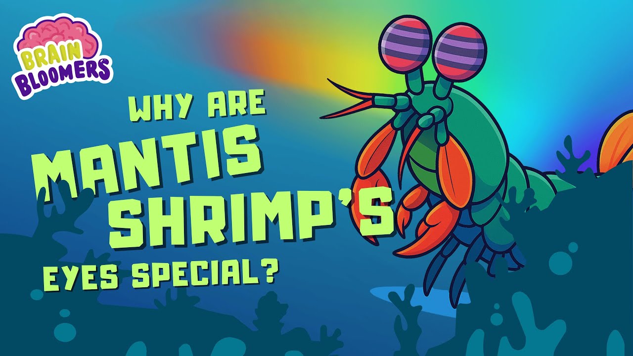 Why Are Mantis Shrimp's Eyes Special?