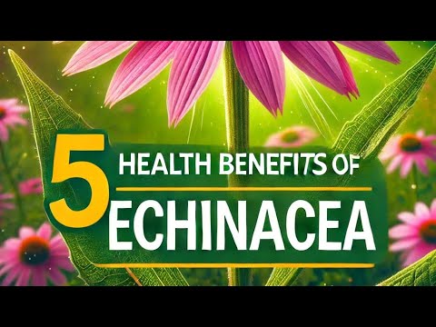 Top 5 Health Benefits of Echinacea