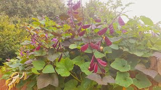 আমার শখের বাগানের সিম গাছের আপডেট ভিডিও। মাশাআল্লাহ আলহামদুলিল্লাহ❤️