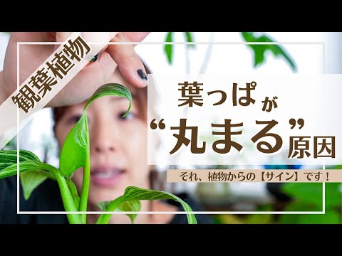 園芸 槍の葉のフィロデンドロン