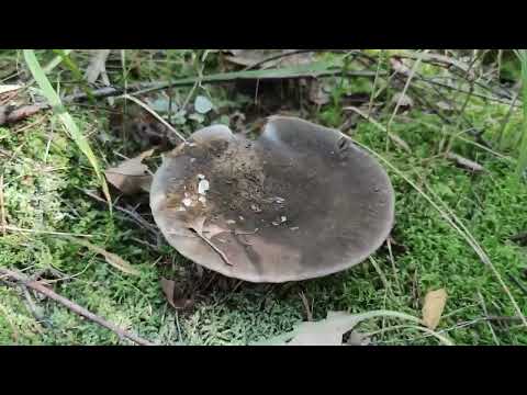 Lactarius turpis - Ugly Milk-Cap