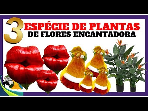 , title : '3 ESPÉCIES DE PLANTAS DE FLORES ENCANTADORA E ELEGANTES !!'