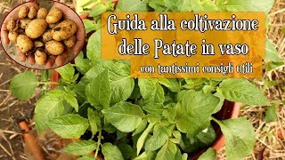 Coltivare PATATE in VASO 🥔 - Guida Completa & Tantissimi Consigli - collaborazione Vivi con Letizia