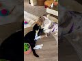 Mini Aussie Vs Tuxedo Cat ‍ Play Fighting Or REAL Tuxedoboi Miniaussie
