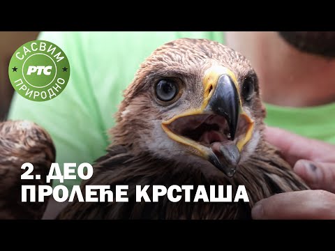 Sasvim prirodno: Proleće krstaša, 2. deo (Jovan Memedović)