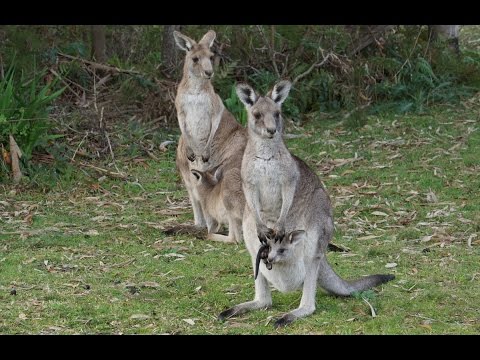 Sydney Wildlife Private Tour (Kangaroo, Koala,Pelicans,Platypus ...) Video