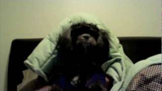 Choco the Puppy Dog sings "Brick House"