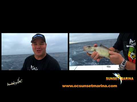 White Lightning fishing video