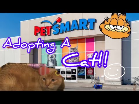 Adopting a Cat! :)) (from PetSmart)