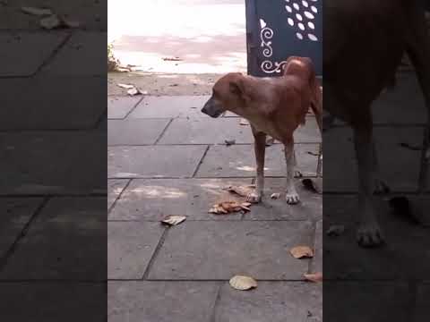 Cute Dog Funny Videos Part 62 #shorts #trending #amazing #funny #comedy #dog