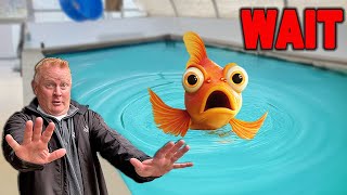 Everything You NEED To Know About Koi Before You Buy