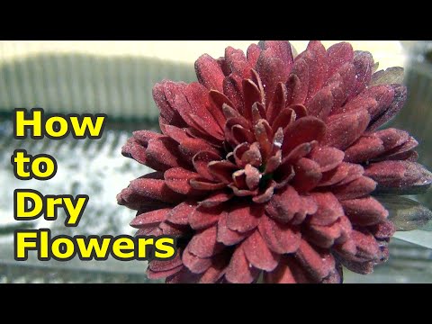 How to Dry Flowers in Semolina for crafts | Volumetric drying of flowers