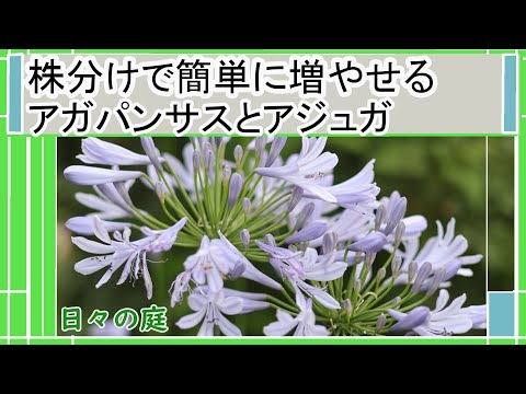 園芸 アガパンサス