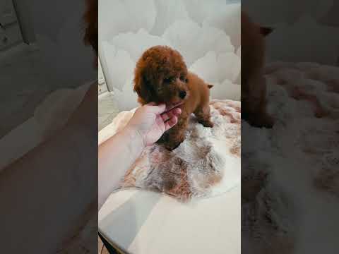 Perros Caniche Miniatura en venta