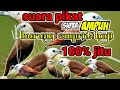 Suara Pikat Burung Emprit Haji Burung Pipit Sangat Ampuh
