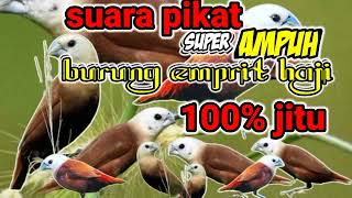Download lagu suara pikat burung emprit haji/burung pipit sangat ampuh mp3