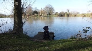 preview picture of video 'hartley mauditt  - hampshire - in & around - cockapoo dog walk - new camera test'