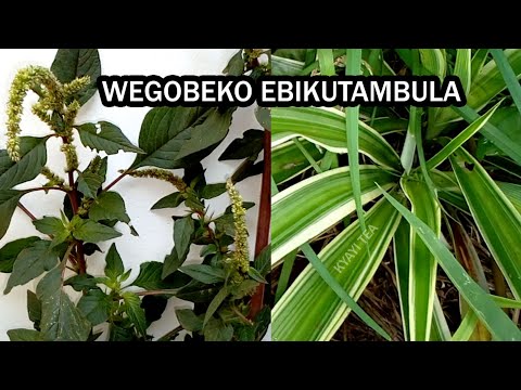 Wegobeko Ebikutambula Mumubiri Eddagala Lirino