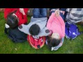 KEDT TV PBS KIDS 2016 Free Access Promo