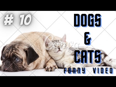 🤣 Funniest 🐶 Dogs and 😻 Cats - Awesome Funny Pet Animals Life Videos 😇 # 10