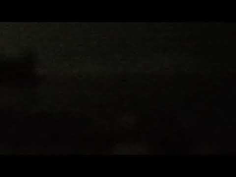 Swan 🦢 ( Woodbine Beach)