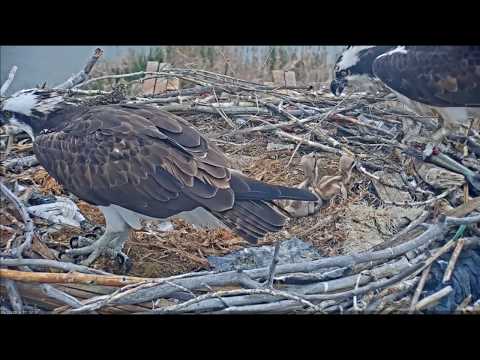 5/22/19 Osprey chicks take a little tumble