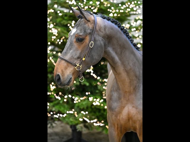 Wijzen Odiel d'Hulsterlo - walk & 360