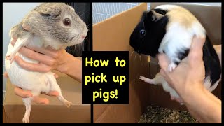 How to pick up skittish guinea pigs in a big cage