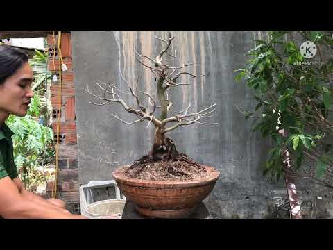 Có nên bón, xịt phân hay dưỡng rễ 7-10 ngày trước khi cắt tỉa thay giá thể cho cây mai không?