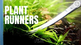 TRIMMING Aquarium PLANT RUNNERS the right way ✂️🍃