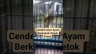 Download lagu Part 22. Cendet Gacor Konslet isian Suara Ayam Berkokok Petok tok Pancingan Burung Pentet Agar Bunyi mp3 Download lagu Part 22. Cendet Gacor Konslet isian Suara Ayam Berkokok Petok tok Pancingan Burung Pentet Agar Bunyi mp3