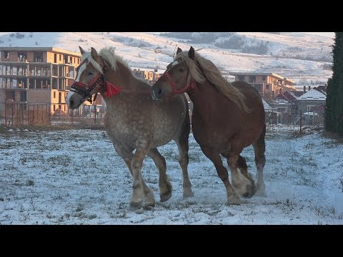 Manze Rasa Semigreu Romanesc - Sannicoara, Cluj 2018