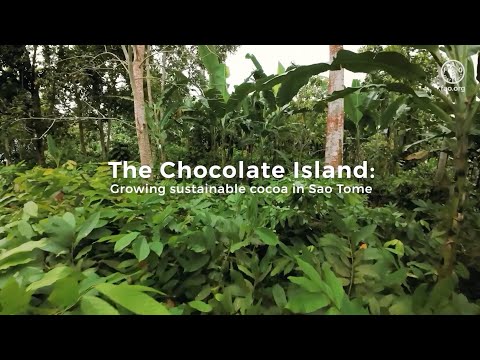 The Chocolate Island: Growing sustainable cocoa in Sao Tome (short version)