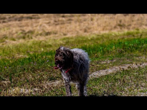 Wirehaired Pointing Griffon: All You Need to Know!