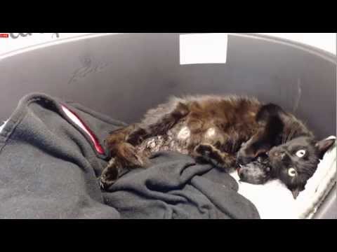 Tiny Kittens Dorothy prelabor active labor then birth of number 1 and 2