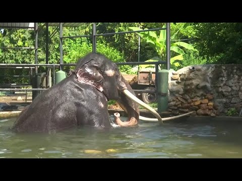 Ailing Thai elephant set to return home from Sri Lanka