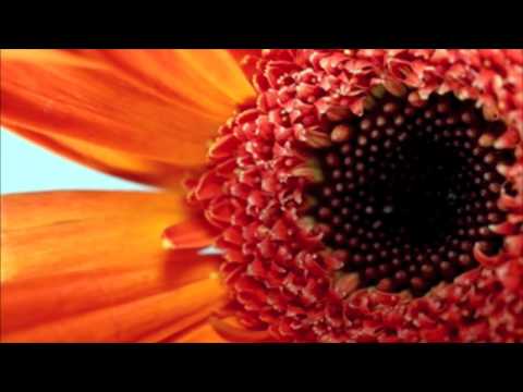 Joseph Goldstein: Letting Go of Expectations & Craving