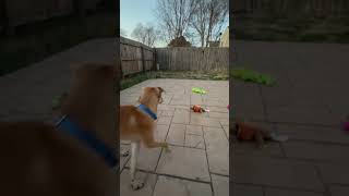 Video preview image #1 Labrador Retriever-Unknown Mix Puppy For Sale in Virginia Beach, VA, USA