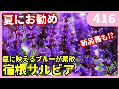 ロナで露出した片麻岩