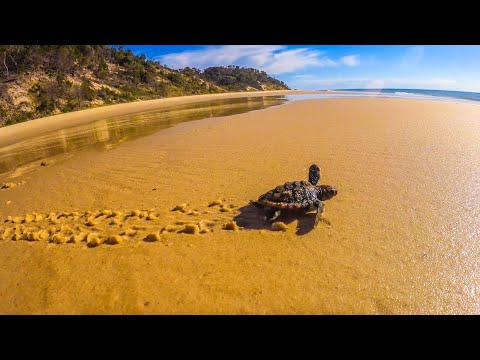 BABY Loggerhead TURTLE Rescue & Recovery!! || DEEP Jigging Catch and Cook