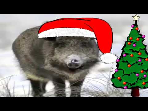 Vánoční přání od kance