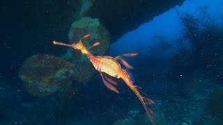 Diving the Emily S wreck Portland