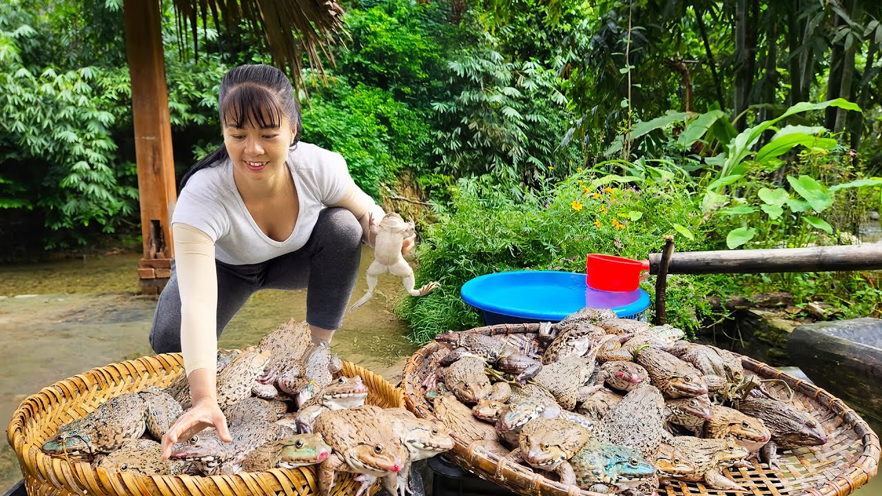 Harvesting Many Frog Goes To The Market Sell, Cooking Frog - Farm Life | Phuong Daily Harvesting