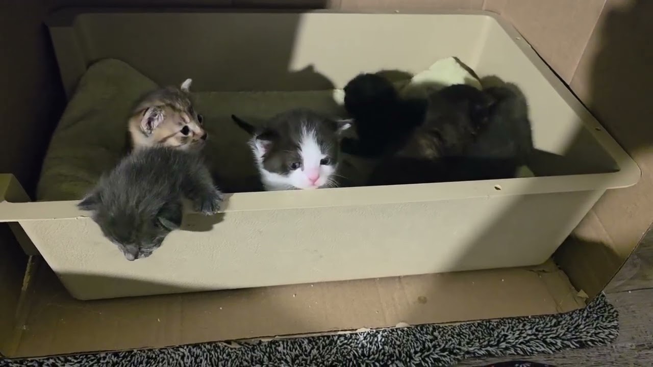 Simone, a Adoptable Domestic Short Hair in Jamesville, NY video 2/2