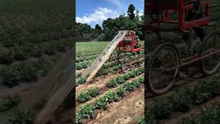 Smart Peanut Farming Technology in Action!