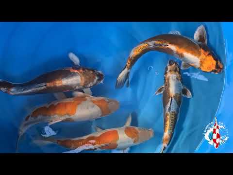 NEW FRIENDS 2021, BOKOI SUSTEREN!