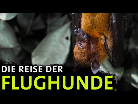 Why hundreds of thousands of bats meet - The Secret of Kasanka | Erlebnis Erde
